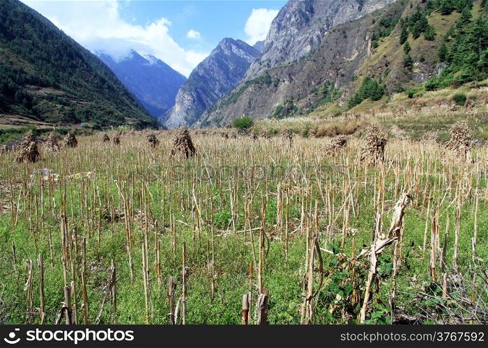 Harvest on the field in mountain in Nepal