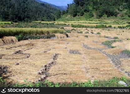 Harvest on the rice field in Nepal