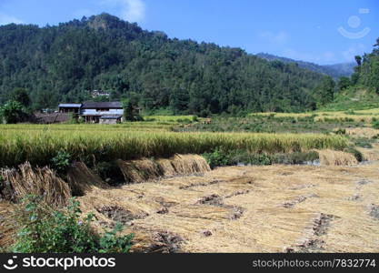 Harvest on the rice field in Nepal