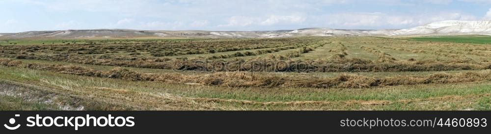 Harvest on the soy field, Turkey