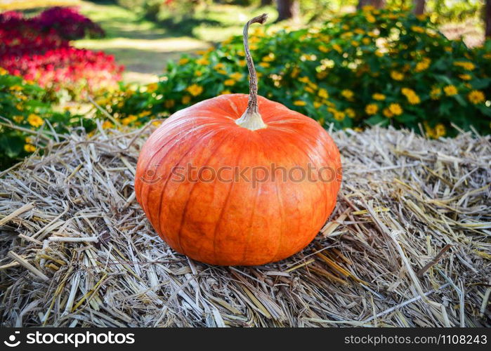 harvest pumpkin on organic vegetable garden agriculture farm