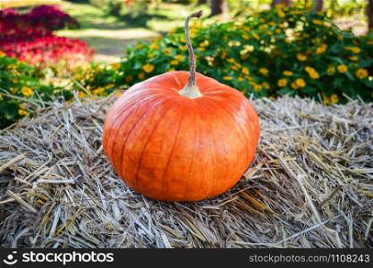 harvest pumpkin on organic vegetable garden agriculture farm