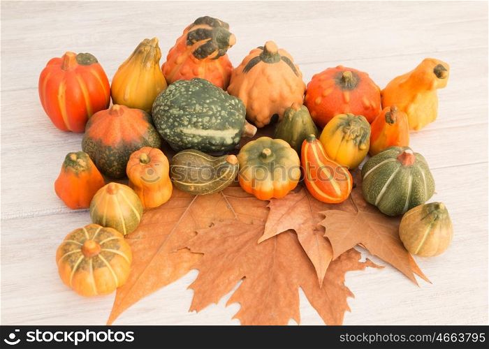Harvest pumpkins placed on brown autumn leaves