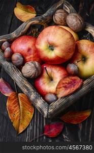 harvest red apples