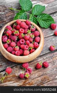 Harvest ripe raspberries. Summer crop of berries ripe raspberries in wooden bowl