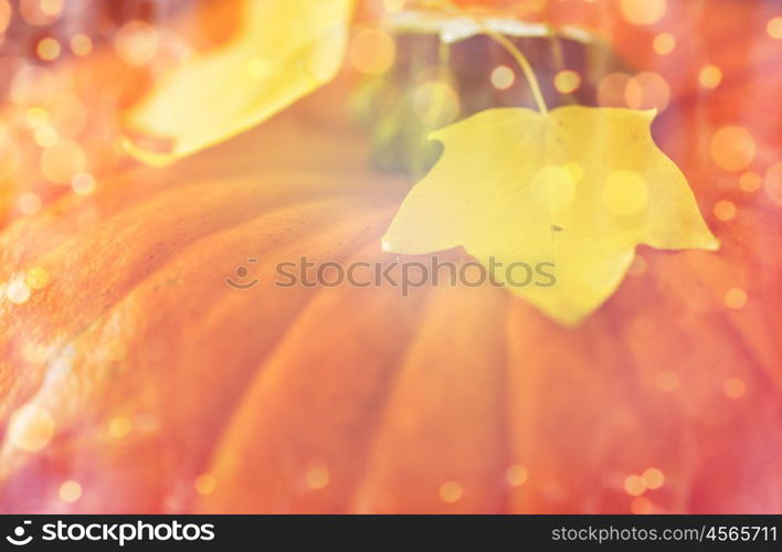 harvest, season and autumn concept - close up of pumpkin and autumn leaves