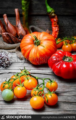 harvest summer tomatoes. Harvest of summer yellow tomatoes on wooden background