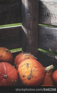 Harvest time concept with ripe pumpkins collected in a wooden storage container. Autumn vegetable merchandise. Autumn agriculture context.