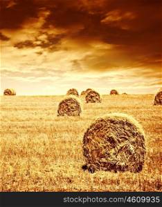 Harvest time of wheat, beautiful sunset, scenic landscape, golden rye field with haystack, season of crop, farm producing food, cultivated organic seeds of bread, beauty of nature in autumn