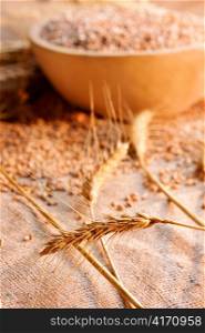 harvest wheat