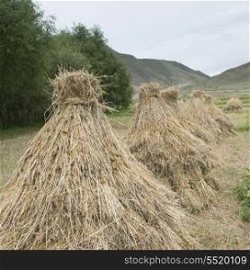Harvested barley stack in field, Gonggar, Shannan, Tibet, China