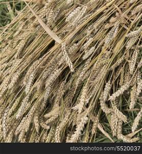 Harvested barley stack in field, Quxu, Lhasa, Tibet, China