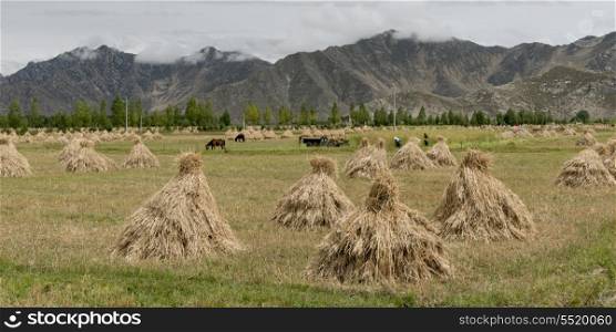 Harvested barley stacks in field, Quxu, Lhasa, Tibet, China