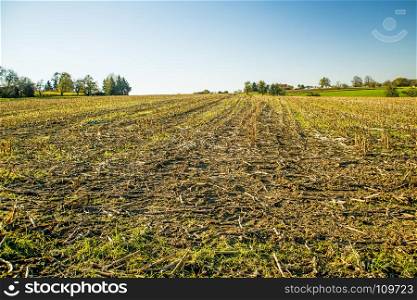 harvested corn field in Germany