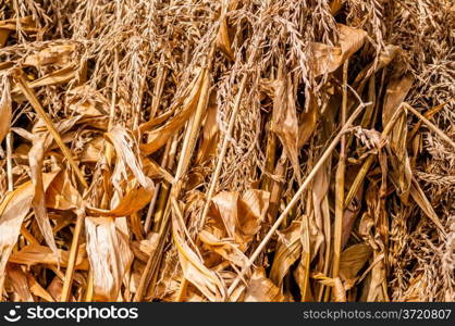 harvested corn leftovers stalks