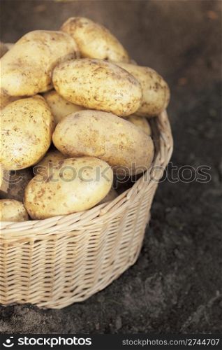 Harvested dirty potatoes in a wicker basket