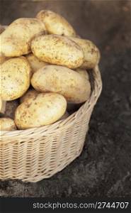 Harvested dirty potatoes in a wicker basket