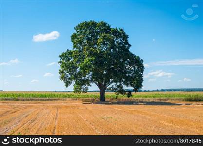 harvested field and one big tree