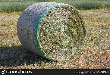harvested field with hay in summer