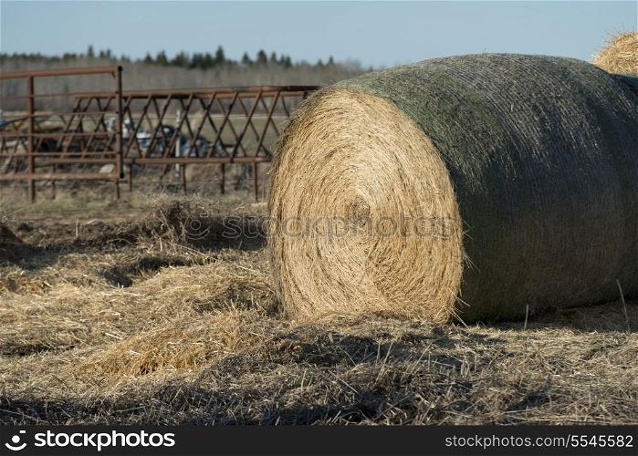 Harvested hay bale in a field, Manitoba, Canada