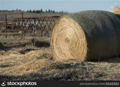 Harvested hay bale in a field, Manitoba, Canada