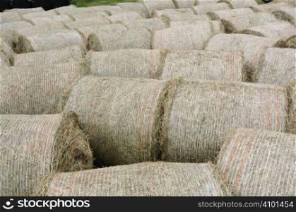 Harvested hay bales