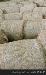 Harvested hay bales