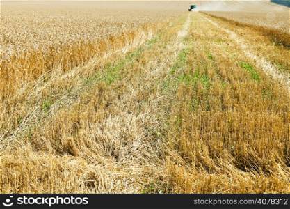 harvested part in wheat field in summer day
