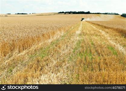 harvested part in wheat plantation in summer day