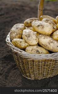 Harvested potatoes in an old wicker basket.