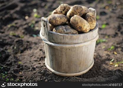 Harvested potatoes in an old wooden bucket