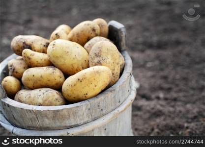 Harvested potatos in old wooden bucket. Short depth-of-field.