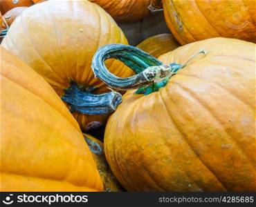 harvested pumpkins in store for sale