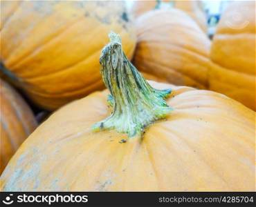 harvested pumpkins in store for sale