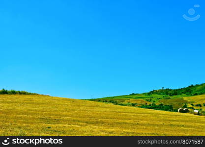 Harvested Wheat Field and Olive Groves on the Hills in Sicily