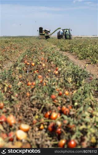 Harvester collects tomatoes in trailer