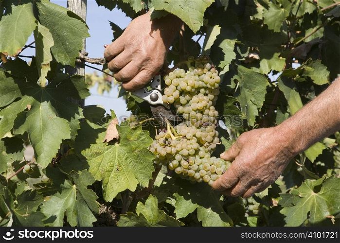Harvester hands cutting grapes