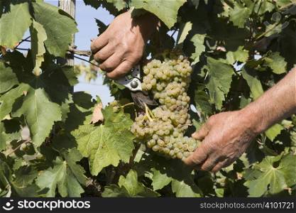 Harvester hands cutting grapes