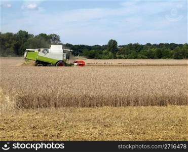 Harvester in a field of barley for beer production. Harvest
