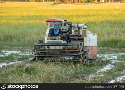 Harvester machine working harvesting rice in the field