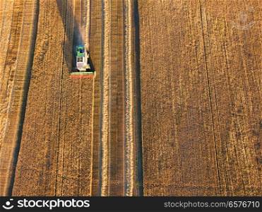 Harvester machine working in field. Combine machine harvesting agriculture golden ripe wheat field. Aerial view on the combine working on large rye field near Minsk, Belarus