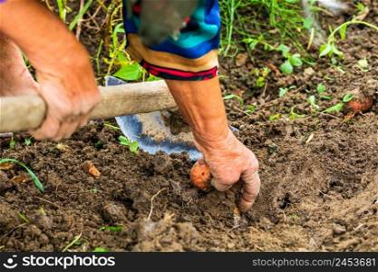 Harvesting and digging potatoes with hoe and hand in garden. Digging organic potatoes by dirty hard worked and wrinkled hand .