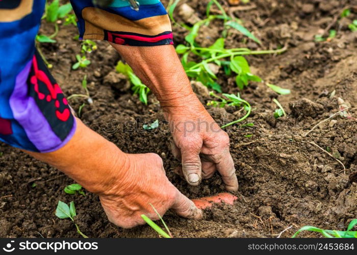 Harvesting and digging potatoes with hoe and hand in garden. Digging organic potatoes by dirty hard worked and wrinkled hand .