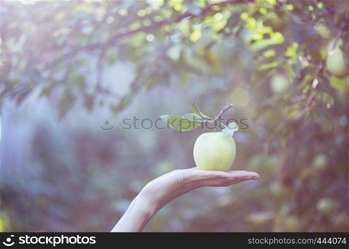 harvesting - apple lies on a woman's hand and garden in the background