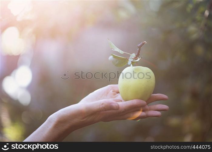harvesting - apple lies on a woman's hand and garden in the background