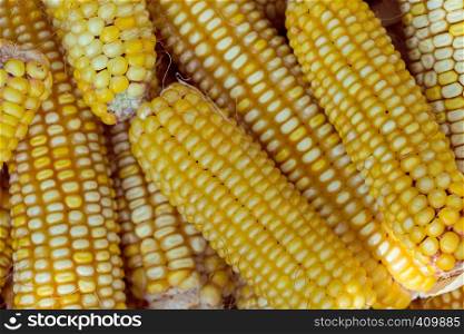 harvesting - background of beautiful golden corn cobs