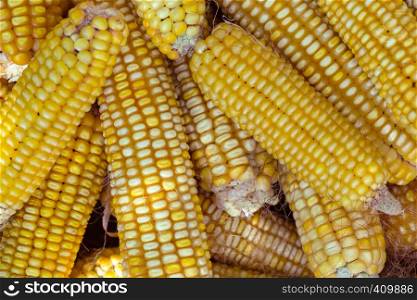 harvesting - background of beautiful golden corn cobs