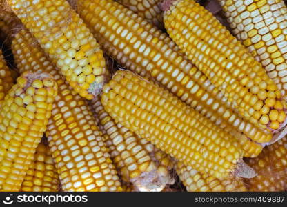 harvesting - background of beautiful golden corn cobs