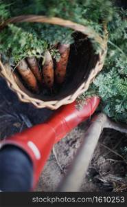 harvesting carrots. a lot of carrots in a basket in the garden, red gumboots and a shovel. 