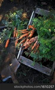 harvesting carrots. a lot of carrots in a box in the garden and a shovel. 